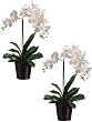 Two 23" Phalaenopsis Orchid Plant X2 in Ceramic Pot Cream