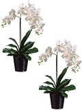phalaenopsis pots:Two 23