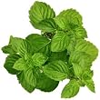 spearmint flavor extract