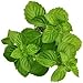 spearmint flavor extract