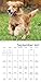 Golden Retrievers Wall Calendar (2017)