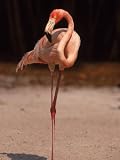 Pink Flamingo Standing Photographic Poster Print