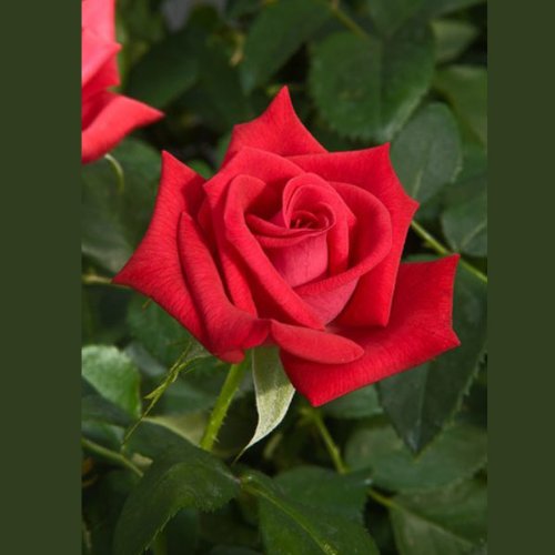 Patron Rose Bush Organic Grown Floribunda Tea Roses Red 4 Inch Container Patron Rose Bush Organic Grown Floribunda Tea Roses Red 4 Inch Container