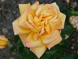 Eigenschaften Agel Rosen  / Edelrose 