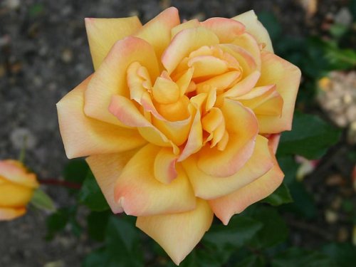 Edelrose