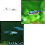 （熱帯魚）グリーンネオンテトラ（２０匹）　本州・四国限定[生体]