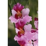National Geographic by New Creative Orchids Garden Impressions 