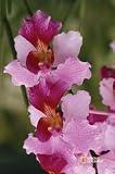 National Geographic by New Creative - Orchids Garden Impressions Flag