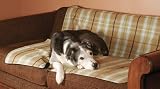 Multi - use Pet Throw