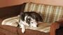 Multi - use Pet Throw