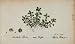 1826 Peplis Portula Loosestrife Botanical Color Print - Hand Colored Lithograph