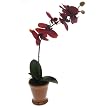 Orchid in Cermic Pot- 21"