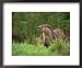 European Otter (Lutra Lutra), Otterpark Aqualutra, Leeuwarden, Netherlands, Europe Framed Art Poster Print by Niall Benvie, 22x18
