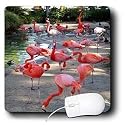Birds - Flamingos - Mouse Pads