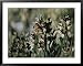A Group of Monarch Butterflies Cluster Together to Over-Winter National Geographic Collection Framed Art Poster Print by Rich Reid, 39x31