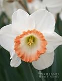 41B1JHegjQL. SL160  Pink Charm Narcissus Pack of 5 Bulbs Reviews