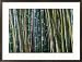 Bamboo Forest, Selby Gardens, Sarasota, Florida, USA Framed Photographic Poster Print by Adam Jones, 29x21