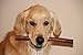 Downtown Pet Supply 12-inch Bully Sticks for Large Dogs, Pack of 20 - Single Ingredient, Rawhide Free Dog Chews for Aggressive Chewers - Nutrient-Rich and Odor Free Bully Sticks for Dogs - Beef