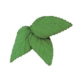 Green Rose Leaves