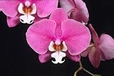 Phalaenopsis Hilo Lip 'Newberry' x Phal Mary Brooks 'Mendenhall'