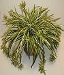 Spider Plant Silk Floor Plant