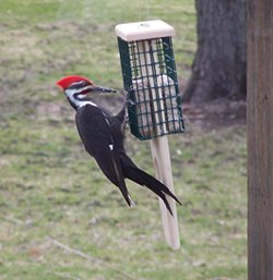 Duncraft Pileated Tail Prop Feeder