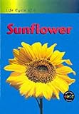 Life cycle of a sunflower