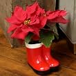 Santa's Boots - The Cutest Poinsettia Plant For The Holiday!