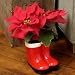 Santa's Boots - The Cutest Poinsettia Plant For The Holiday!