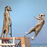 Meerkat Mayhem Skateboarding Card