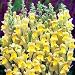 Antirrhinum Braun-Bl