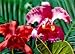 3D Lenticular POSTCARD-ORCHIDS