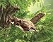 Flying Squirrel Puppet 15" Long