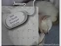 Cats Kittens 2010 14 Month Mousepad Calendar