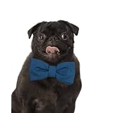 日本初上陸!! カナダ生まれのおしゃれな犬/猫用蝶ネクタイの首輪 Loyal Luxe（ロイヤル・ラックス）【The Postman】 (Sサイズ)