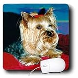 Dogs Yorkshire Terrier - Yorkshire Terrier - Mouse Pads