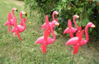 Pink Flamingos