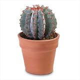 Faux Cactus