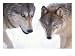 Gray Wolf in Foothills of the Takshanuk Mountains, Alaska, USA Photographic Poster Print by Steve Kazlowski, 16x12