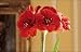 Outdoor Living : Amaryllis Roma' Bulbs