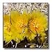 Barrel Cactus flowers.(Ferocactus acanthodes).Anza-Borrego Desert State Park, California - 10x10 Wall Clock