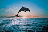 Leap of Freedom - Dolphins - 24x36 - ART PRINT / POSTER