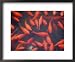 Goldfish in Pond, Beihai Park, Beijing, China, Asia Collections Framed Art Poster Print by Jochen Schlenker, 22x18