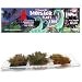 The Amazing Dinosaur Plant Trio Kit