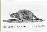 Box Canvas Print of BEWICK / MEERKAT from Mary Evans