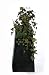Artificial Silk Trailing Ivy - 40cm, Autumn Fall, 