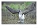 Blue Footed Booby, Sky Pointing Courtship Display, Galapagos Animals Photographic Poster Print by Mark Jones, 40x30
