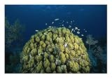 A Coral Head in Waters off of Grand Turk Island Photographic Poster Print by Wolcott Henry, 24x18