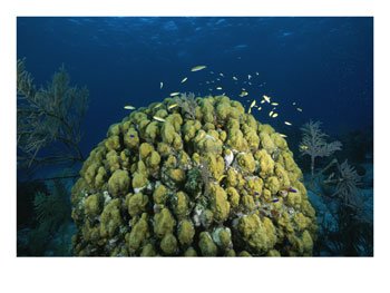 A Coral Head in Waters off of Grand Turk Island Subject Photographic Poster Print by Wolcott Henry, 16x12