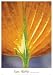 Wet Yellow Hosta Finest LAMINATED Print June Hunter 19x27